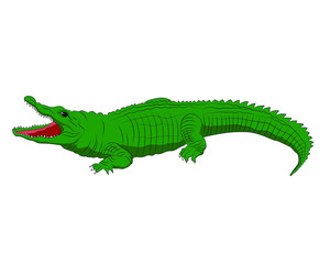 vector illustration of American Alligator on white background
