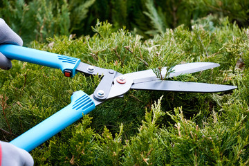 Bush pruning for beauty shape thuja