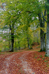 Fototapeta na wymiar romantic path in the woods in autumn