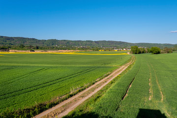 Ripening grain in a field in western Germany, dirt road visible, blue sky in the background, natural light.