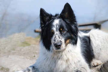 Black and white shepherd dog mix
