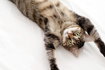 The cat lies on a white background with its paws up and looks at the camera. Funny, cute pet, isolated, horizontal background
