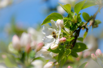 Fresh white apple tree flowers with bee