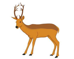 vector illustration of Deer on white background