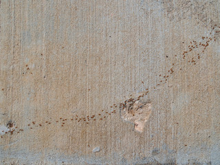 Many ants walking in a diagonal direction