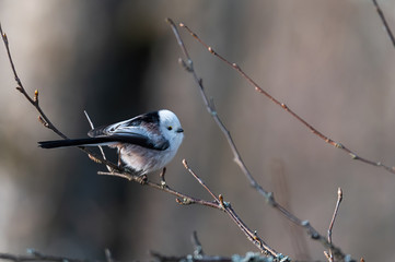 Long-tailet tit on the branch