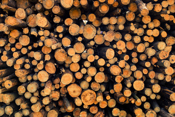 Wood Piles Reserved in Nature