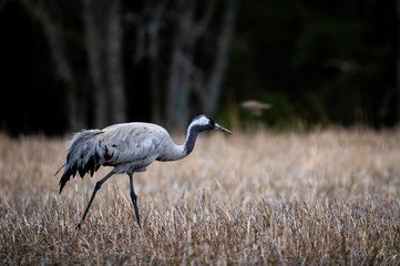 crane bird in the field