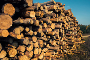 Wood Piles Reserved in Nature