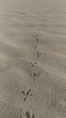 Bird's steps on the sand.