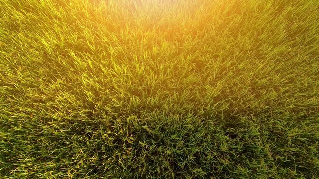 The beautiful view of the green field has golden light. Fly over rice fields, harvest crops in the countryside.