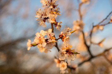 Spring Blossom Trees in Ukraine