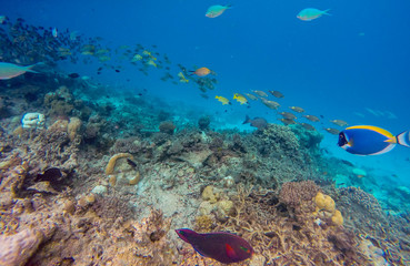 Naklejka na ściany i meble Snorkeling in maldives coral reef
