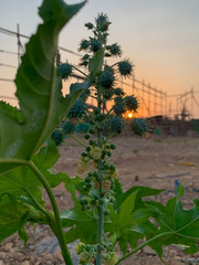 Castor plant flower along with sunset in backside.