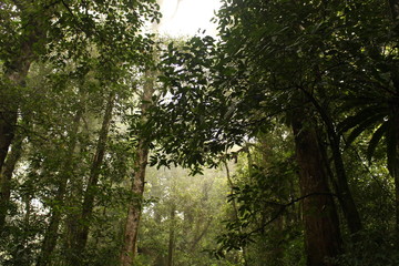 Obraz premium sun shining through trees