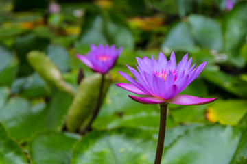 Obraz premium Lotus flowers in quite pond