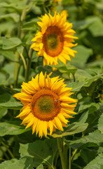 sunflowers (Helianthus) flower in the field