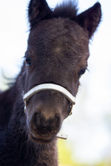 Fototapeta premium just born foal pony cute meadow