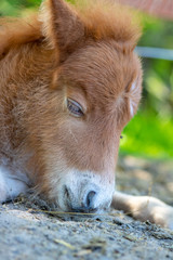 Fototapeta premium just born foal pony cute meadow