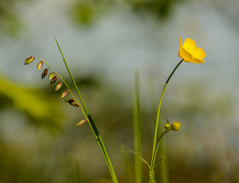 blossoms of St. Anthony's turnip (ranunculus bulbosus) or bulbous buttercup and mountain melick (melica nutans) grass