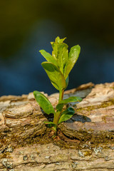 fresh offshoot on fallen stem on willow tree