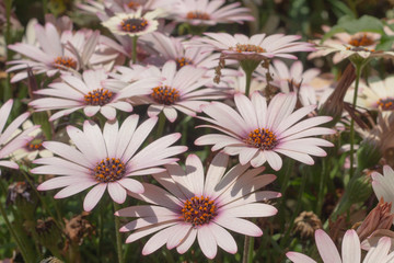African daisy, May, アフリカンデージ, Osteospermum