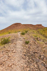 Wild flower blossom in the Las Vegas Wash trail