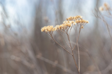 The small skipper (Thymelicus sylvestris) on a spikelet of wood small-reed or bushgrass...