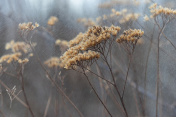 The small skipper (Thymelicus sylvestris) on a spikelet of wood small-reed or bushgrass...