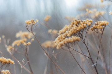 The small skipper (Thymelicus sylvestris) on a spikelet of wood small-reed or bushgrass...