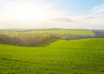 green rural field on a hill at the sunset, agricultural background