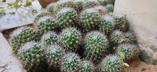 Indoor plants
Home decor
