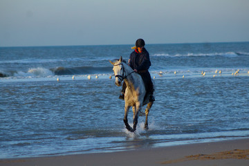 horse riding on the beach with a sunset, water, sand. Girls having fun