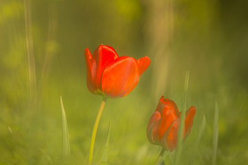 closeup red tulip in a grass, outdoor scene