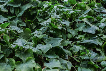 green leaves are growing after the rain water droplets on the leaves , texture of gourd leaf, nature background