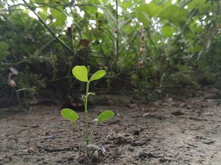 young tomato seedling