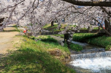 猪苗代観音寺川　満開のソメイヨシノ