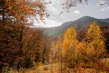 Autumn forest in the mountains on a trip or on vacation for outdoor activities or for a walk
