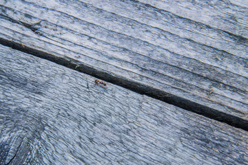 an ant on a wooden structure in nature
