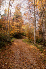 Autumn forest in the mountains on a trip or on vacation for outdoor activities or for a walk
