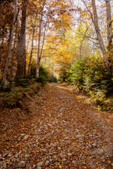 Obraz premium Autumn forest in the mountains on a trip or on vacation for outdoor activities or for a walk 