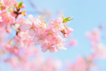 Fototapeta na wymiar Sakura,pink cherry blossom in Japan on spring season.
