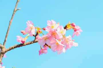 Sakura,pink cherry blossom in Japan on spring season.