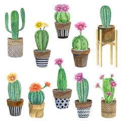 Watercolor hand painted exotic cactus collection in pots with flowers. Set of tropic cactus and flowering plants. Mexican style clip art perfect for wedding invitation and botanical print 