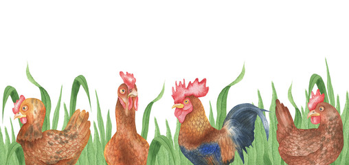 Background of hens
