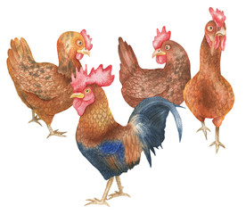 Illustration of hens