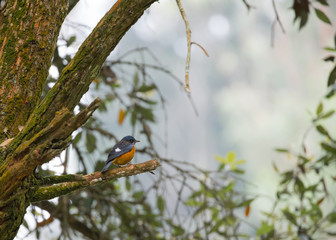 beautiful bird sitting on the branch of a tree in awesome frame.