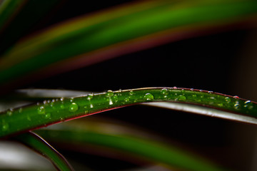 Tiny water droplets on a long green leaf.