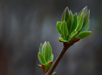 Green leaves sprouting from an opening bud.