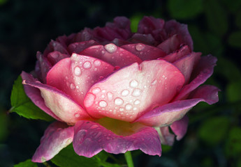 Mourning, deepest sympathy card with beautiful vintage rose an a dark background with raindrops on its delicate petals